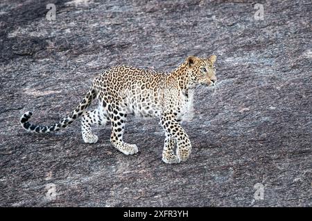 Leopardo (Panthera pardus) che pedinava preda su un affioramento roccioso. Jawai / Bera, Rajasthan, India. Foto Stock