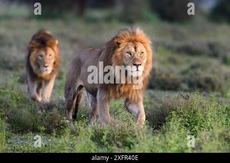 Lions (Panthera leo) - due fratelli pattugliano il confine territoriale al confine del Serengeti / Ngorongoro Conservation area (NCA) vicino a Ndutu, Tanzania. Foto Stock