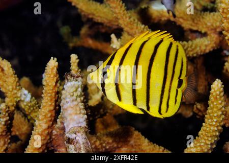 Pesce farfalla Eightband (Chaetodon octofasciatus) giovanile, Triton Bay, vicino a Kaimana, Papua Occidentale, Indonesia Foto Stock