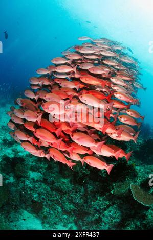 Snello Pinjalo (Pinjalo lewisi), Triton Bay, vicino a Kaimana, Papua occidentale, Indonesia, febbraio 2017 Foto Stock