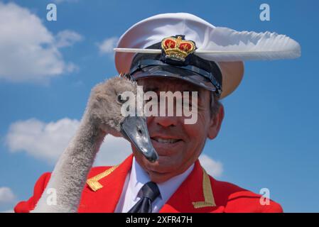 The Queen's Royal Swan Marker - David Barber tiene il cigno muto (Cygnus olor) cygnet durante la salita dei cigni, il censimento annuale e la marcatura dei cigni sul Tamigi. Inghilterra, Regno Unito, luglio 2016. Foto Stock