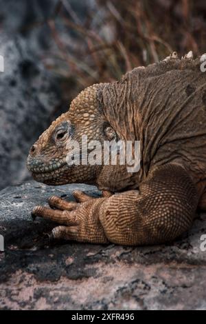 Primo piano dettagliato di un'iguana delle Galapagos che riposa sulle rocce, evidenziando la sua pelle ruvida e l'ambiente naturale circostante. Foto Stock