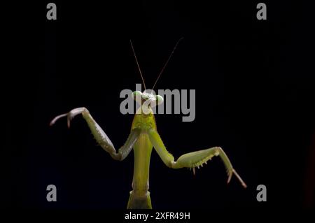 Giant African mantis (Sphodromantis viridis) ritratto visto dal basso, prigioniero, si trova nell'Africa occidentale. Foto Stock