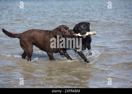 Labrador Retrievers nero e cioccolato che giocano con il giocattolo a Bay, Charlestown, Rhode Island, USA. Non ex. Foto Stock