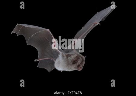 Pipistrello a foglia rotonda di Sundevall (Hipposideros caffer) in volo, Parco Nazionale di Gorongosa, Sofala, Mozambico. Condizioni controllate Foto Stock