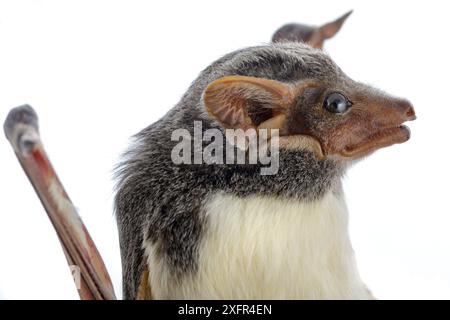 Pipistrello mauriziano (Taphozous mauritianus) Chironde, Sofala, Mozambico. Condizioni controllate Foto Stock