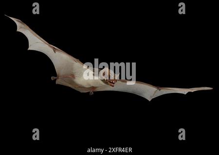 Pipistrello mauriziano (Taphozous mauritianus) in volo, Chironde, Sofala, Mozambico. Condizioni controllate Foto Stock