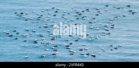 Gregge di eidri comuni (Somateria mollissima) e re (Somateria spectabilis) Austvagoya, Norvegia Foto Stock