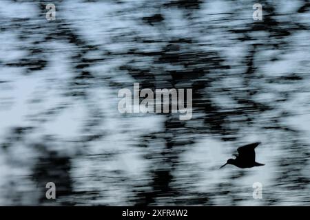 Vista astratta del becco del bosco eurasiatico (Scolopax rusticola) in volo, Hallefors, Svezia. Solo per riprodurli di piccole dimensioni. Foto Stock