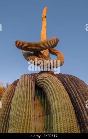 Ritorto cactus Saguaro (Carnegiea gigantea) Stato Catalina Park, nei pressi di Tucson, Arizona, USA, settembre. Foto Stock