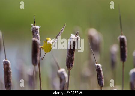 Parula gialla (Dendroica petechia) che raccoglie materiale di nidificazione dalla coda di gatto di bulrush (Typha sp) Bozeman, Montana. Foto Stock