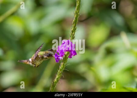 Coquette nera (Lophornis helenae) giovane maschio in visita a Porterweed (Stachytarpheta sp) Turrialba, Costa Rica. Foto Stock