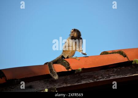 Black Lion Tamarin in cima a un tetto piastrellato di una fattoria. Specie di primate dell'America Latina Foto Stock