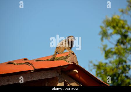 Black Lion Tamarin in cima a un tetto piastrellato di una fattoria. Specie di primate dell'America Latina Foto Stock