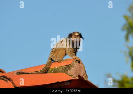 Black Lion Tamarin in cima a un tetto piastrellato di una fattoria. Specie di primate dell'America Latina Foto Stock