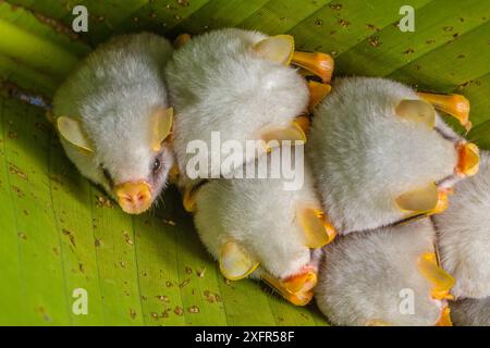 Tenda bianca rendendo bat (Ectophylla alba) sono ' appollaiati nella struttura ad albero, la Selva Stazione Campo, Costa Rica. Foto Stock