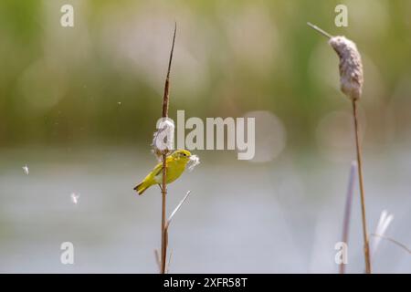 Parula gialla (Dendroica petechia) che raccoglie materiale di nidificazione dalla coda di gatto di bulrush (Typha sp) Bozeman, Montana. Foto Stock