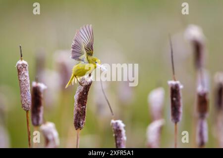 Parula gialla (Dendroica petechia) che raccoglie materiale di nidificazione dalla coda di gatto di bulrush (Typha sp) Bozeman, Montana. Foto Stock