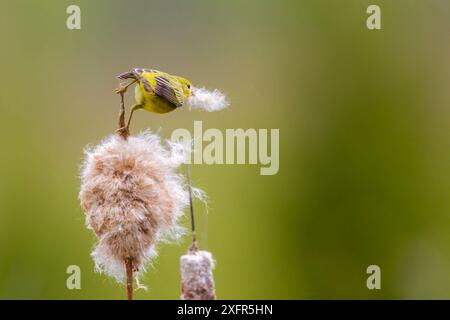 Parula gialla (Dendroica petechia) che raccoglie materiale di nidificazione dalla coda di gatto di bulrush (Typha sp) Bozeman, Montana. Foto Stock