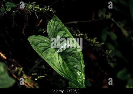 Una delicata falena che riposa su una grande foglia verde nella riserva tropicale di Buenaventura, Ecuador, cattura un momento sereno nella lussureggiante foresta pluviale. Foto Stock