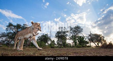 Leonessa (Panthera leo) portando il suo cucciolo di età compresa tra i 1-2 mesi nella sua bocca, scattate con fotocamera remota. Il Masai Mara riserva nazionale del Kenya. Foto Stock