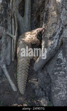 Pangolino indiano (Manis crassicaudata) che utilizza potenti braccia armate con lunghi artigli che scavano terreno in cerca di termiti, Kanha National Park, Madhya Pradesh, India. Foto Stock