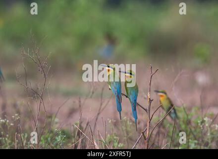 La coppia di mangiatori di api dalla coda blu (Merops philippinus) si arrocca insieme, vicino al Ranganathittu Bird Sanctuary, Karnataka, India. Foto Stock