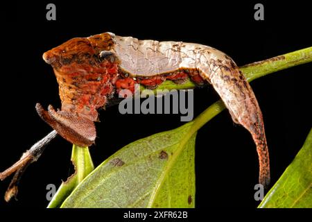 Il prepona (Archeoprepona demophon) caterpillar è un animale prigioniero, presente in America centrale e meridionale. Foto Stock