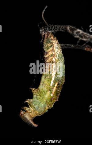 Processo di metamorfosi della farfalla prepona monomacchia (Archeoprepona demophon). Prigioniero, è presente in America centrale e meridionale. Sequenza 2 di 7 Foto Stock