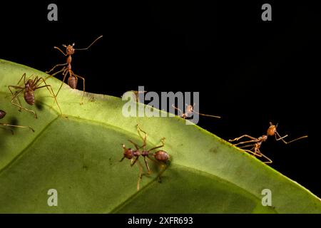 Formiche tessitrici (Oecophylla smaragdina), Sabah, Borneo malese. Foto Stock