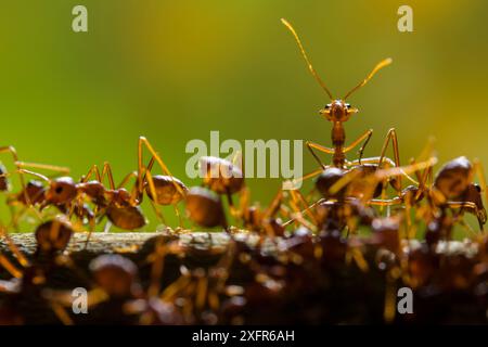 Formiche tessitrici (Oecophylla smaragdina) Sabah, Borneo malese. Foto Stock