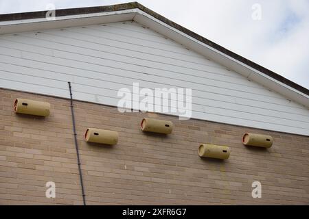 Cinque cassette di raccolta per Common Swifts (Apus apu) realizzate in tubazioni di plastica, attaccate alla parete di un blocco di appartamenti, Edgecombe, Cambridge, Regno Unito, luglio. Foto Stock