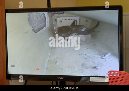 Monitor collegato a una telecamera a infrarossi in una scatola di nestbox Common Swift (Apus apu) con un adulto seduto accanto a due pulcini ben sviluppati in un nido, Worlington, UK, Suffolk. Foto Stock