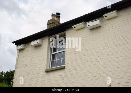 Cinque scatole di nido per i comuni Swifts (Apus apu) attaccate sotto le grondaie di una casa, Milton, Cambridge, Regno Unito, luglio. Foto Stock