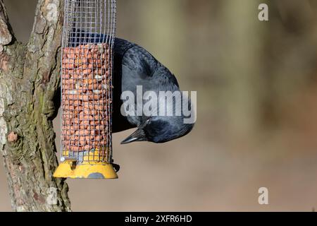 Taccola (Corvus monedula) appollaiato su un bird feeder riempito con arachidi, Gloucestershire, UK, febbraio. Foto Stock