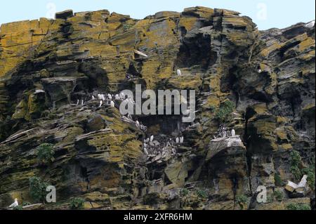 Guillemot (Uria aalge) colonia riproduttiva sulle sporgenze rocciose, vicino a Boscastle, Cornovaglia, Regno Unito, aprile. Foto Stock