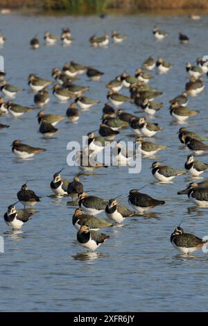 Pavoncella (Vanellus vanellus) gregge di riposo in un poco profondo lago di acqua dolce, Gloucestershire, UK, febbraio. Foto Stock