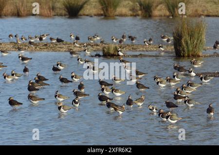Pavoncella (Vanellus vanellus) gregge di riposo in un poco profondo lago di acqua dolce, Gloucestershire, UK, febbraio. Foto Stock