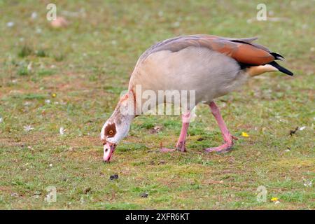 Oca egiziana (Alopochen aegyptiacus) pascolo ai margini del bacino idrico di Rutland, Rutland, Regno Unito, agosto. Foto Stock