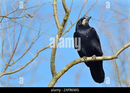 Rook (Corvus frugilegus) arroccato in un albero, Gloucestershire, Regno Unito, febbraio. Foto Stock