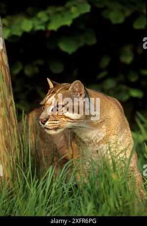 Il gatto dorato di Temminck/Asiatico (Pardofelis temmincki) è prigioniero, si trova nel sud-est asiatico Foto Stock