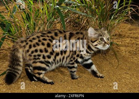 Il gatto dai piedi neri (Felis nigripes) in cattività, si trova nell'Africa meridionale., Port Lympne Wild Animal Park, Kent, Regno Unito. Foto Stock