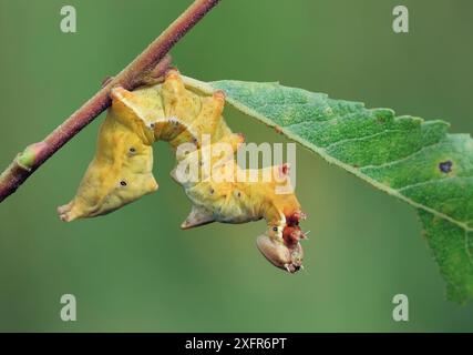 Pebble prominente (Notodonta ziczac) Peatlands Park, Contea di Armagh, Irlanda del Nord. Foto Stock