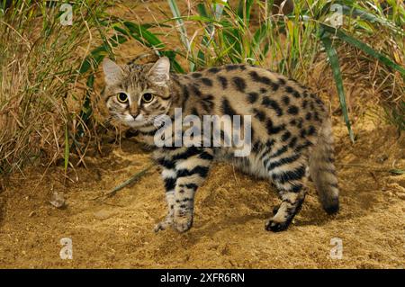 Il gatto dai piedi neri (Felis nigripes) in cattività, si trova nell'Africa meridionale., Port Lympne Wild Animal Park, Kent, Regno Unito. Foto Stock