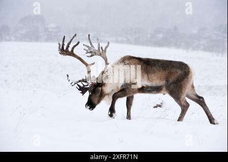 Reindeer (Rangifer tarandus) Bull in Snow, Cairngorms Reindeer Herd, reintrodotto nelle Highlands scozzesi, Cairngorm National Park, Speyside, Scozia, dicembre. Foto Stock