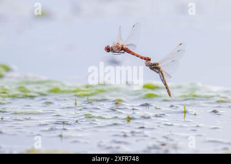 Variegato meadowhawk dragonfly (Sympetrum Corruptum) coppia che vola per deporre le uova durante l'accoppiamento, Madison River, Montana, USA, giugno. Foto Stock