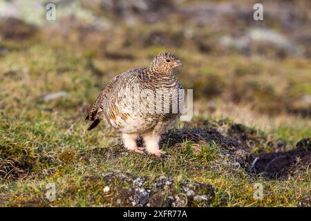 Ptarmigan (Lagopus muta) femmina, Spitsbergen, Svalbard, Norvegia, Oceano Artico Foto Stock