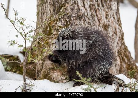 North American porcupine (Erethizon dorsatum), alimentazione su un giovane albero di abete rosso. Vermont, USA. (Abituare salvato singoli restituito al wild) Foto Stock