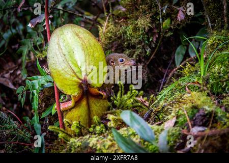 Struttura di montagna Megera (Tupaia montana) alimentazione su nectar secreto dall'endemica pianta brocca (Nepenthes kinabaluensis) Foreste montane (a 2200m-3000m), piste di Mt Kinabalu. Parco Kinabalu, Sabah Borneo, Malaysia Foto Stock