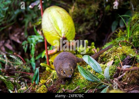 Struttura di montagna Megera (Tupaia montana) alimentazione su nectar secreto dall'endemica pianta brocca (Nepenthes kinabaluensis) Foreste montane (a 2200m-3000m), piste di Mt Kinabalu. Parco Kinabalu, Sabah Borneo, Malaysia Foto Stock